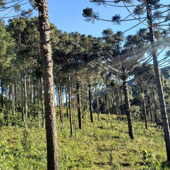 ervais-em-sincronia-natureza