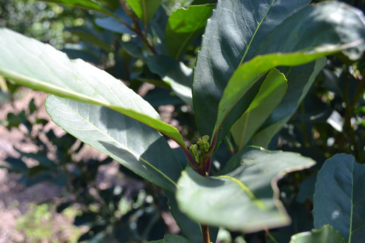 DSC_0046-small Planta de erva-mate em Bituruna-PR